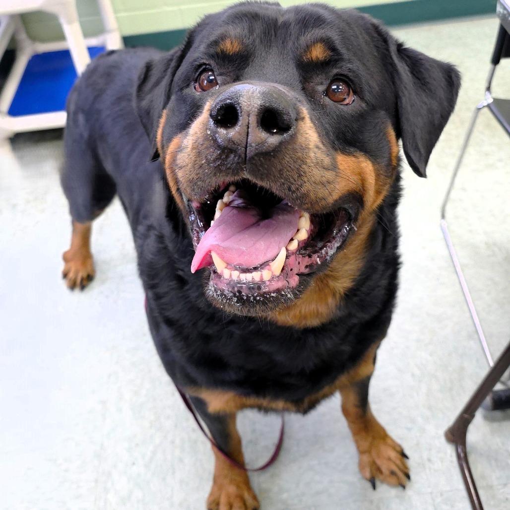 Enlarge Zeus, a Adoptable Rottweiler in Michigan City, IN image 5/6