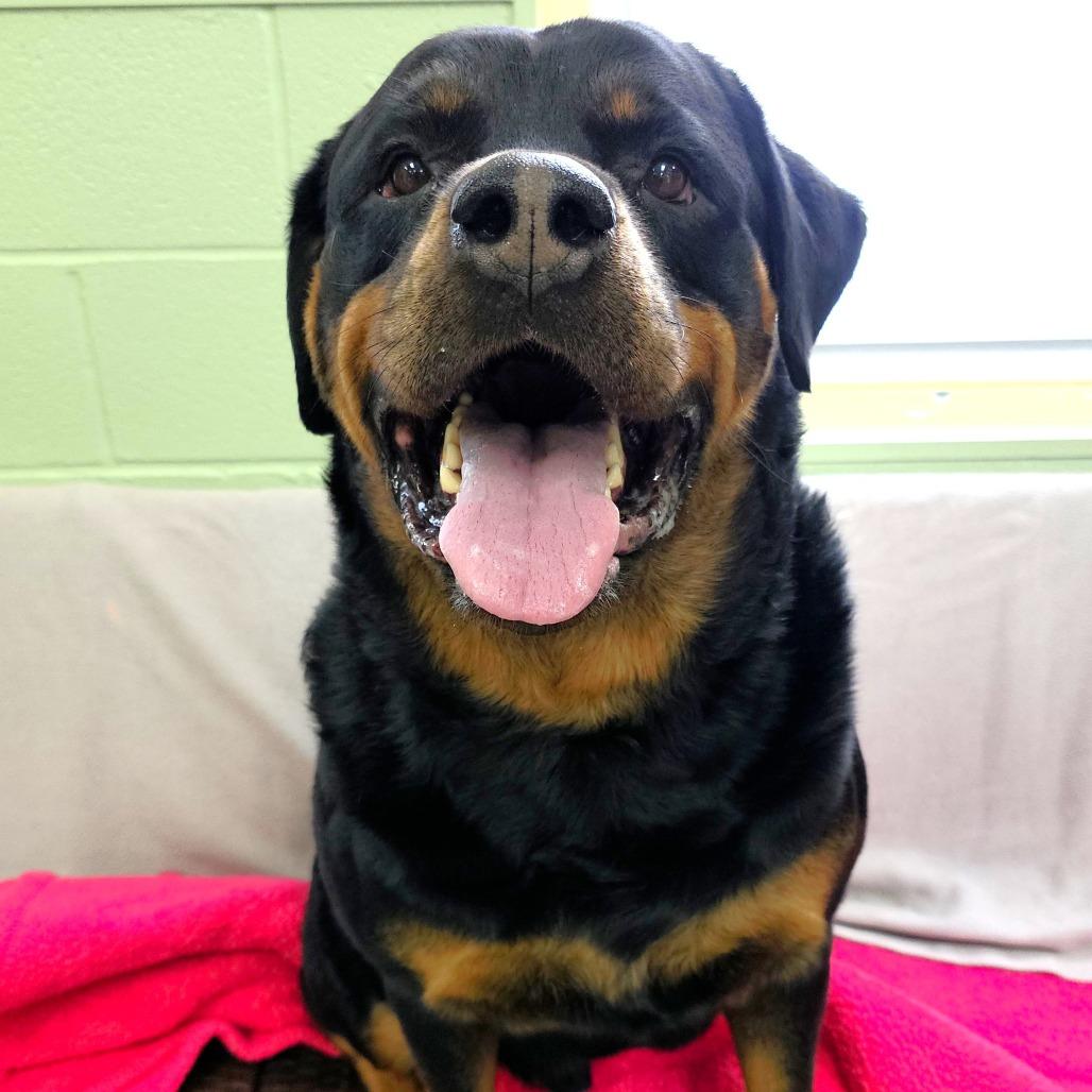 Enlarge Zeus, a Adoptable Rottweiler in Michigan City, IN image 6/6