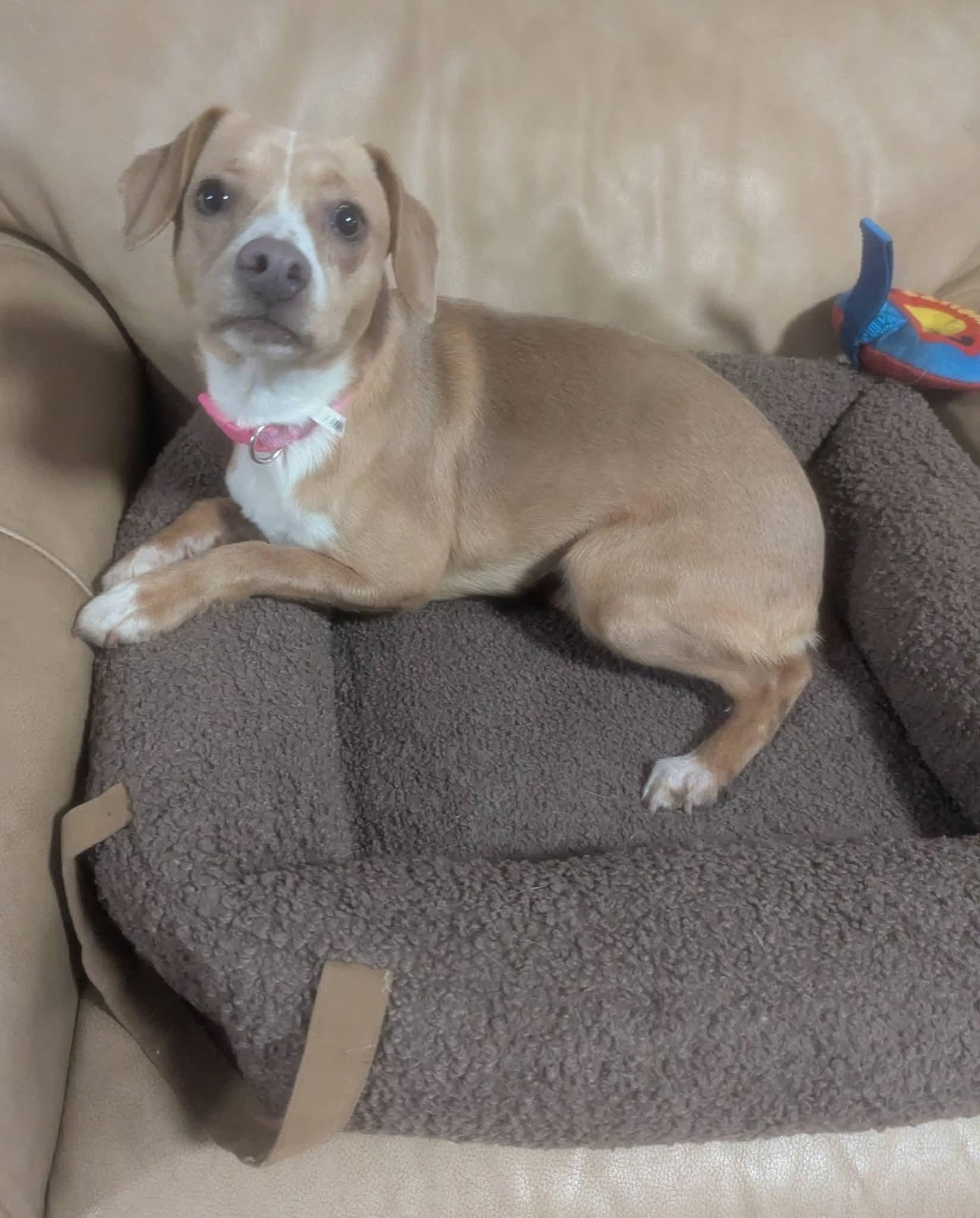 Enlarge Mathilda, an adopted mixed breed in Oakland, CA image 5/6