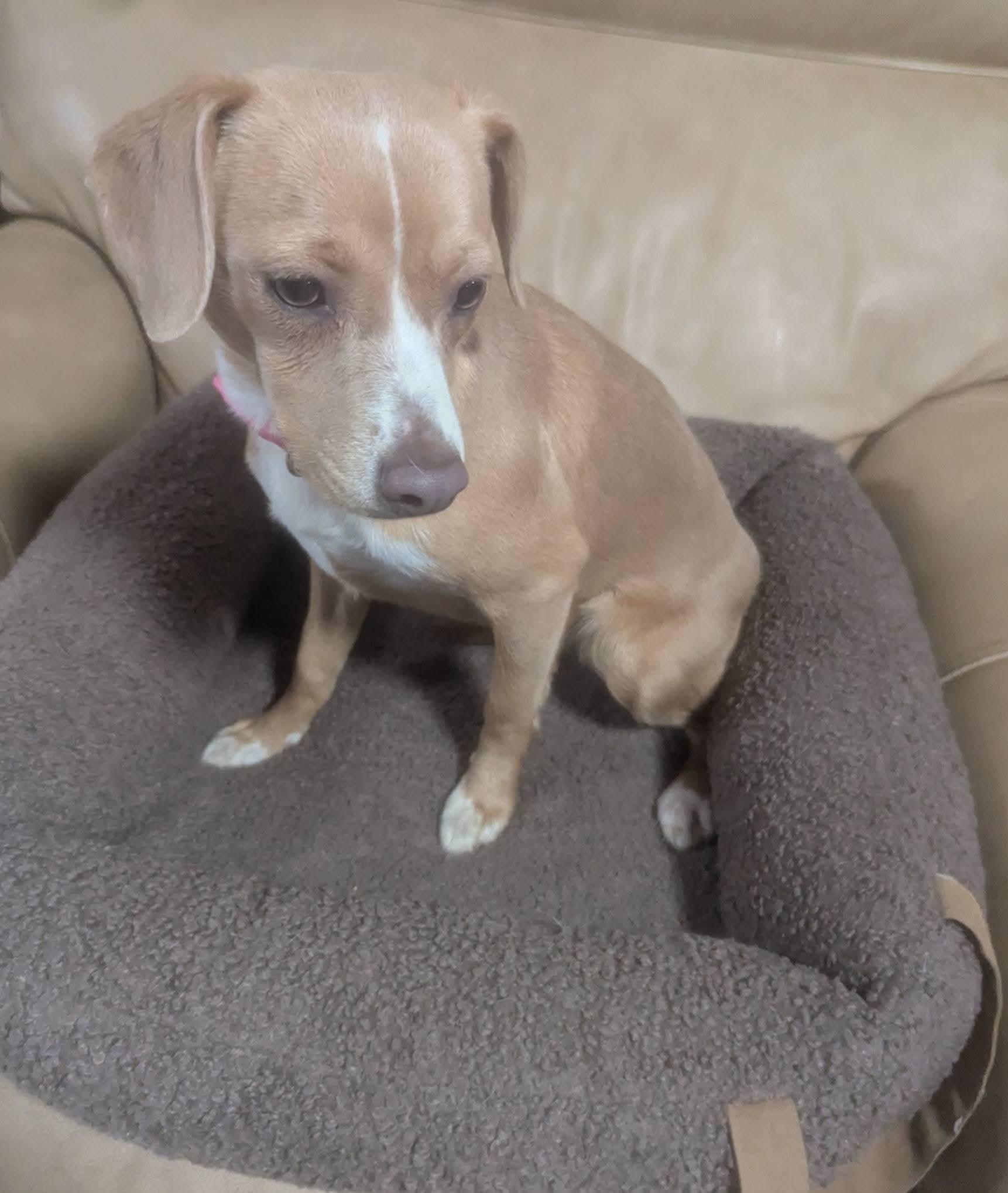 Enlarge Mathilda, an adopted mixed breed in Oakland, CA image 2/6