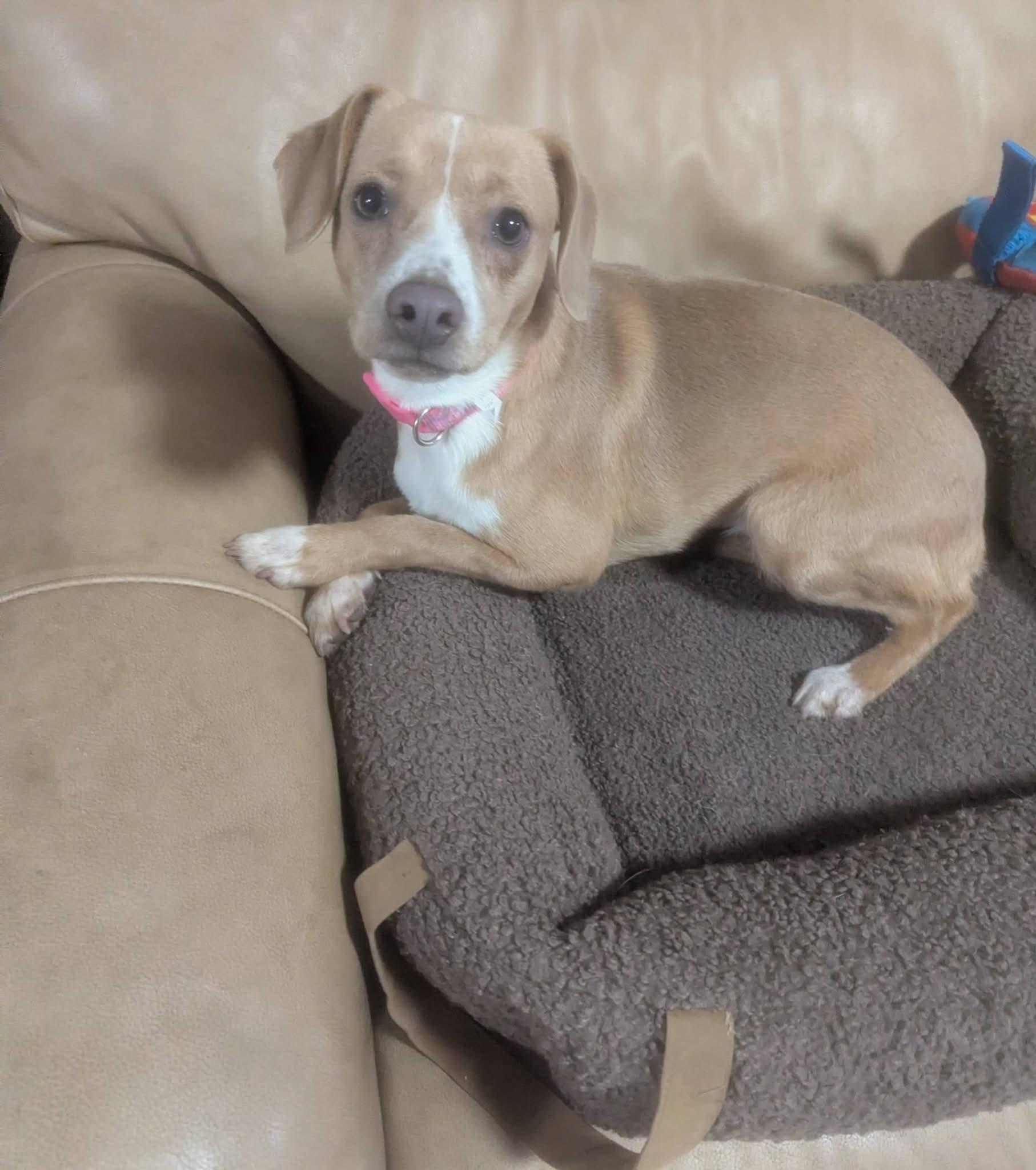 Mathilda, adopted, Young Female Jack Russell Terrier.