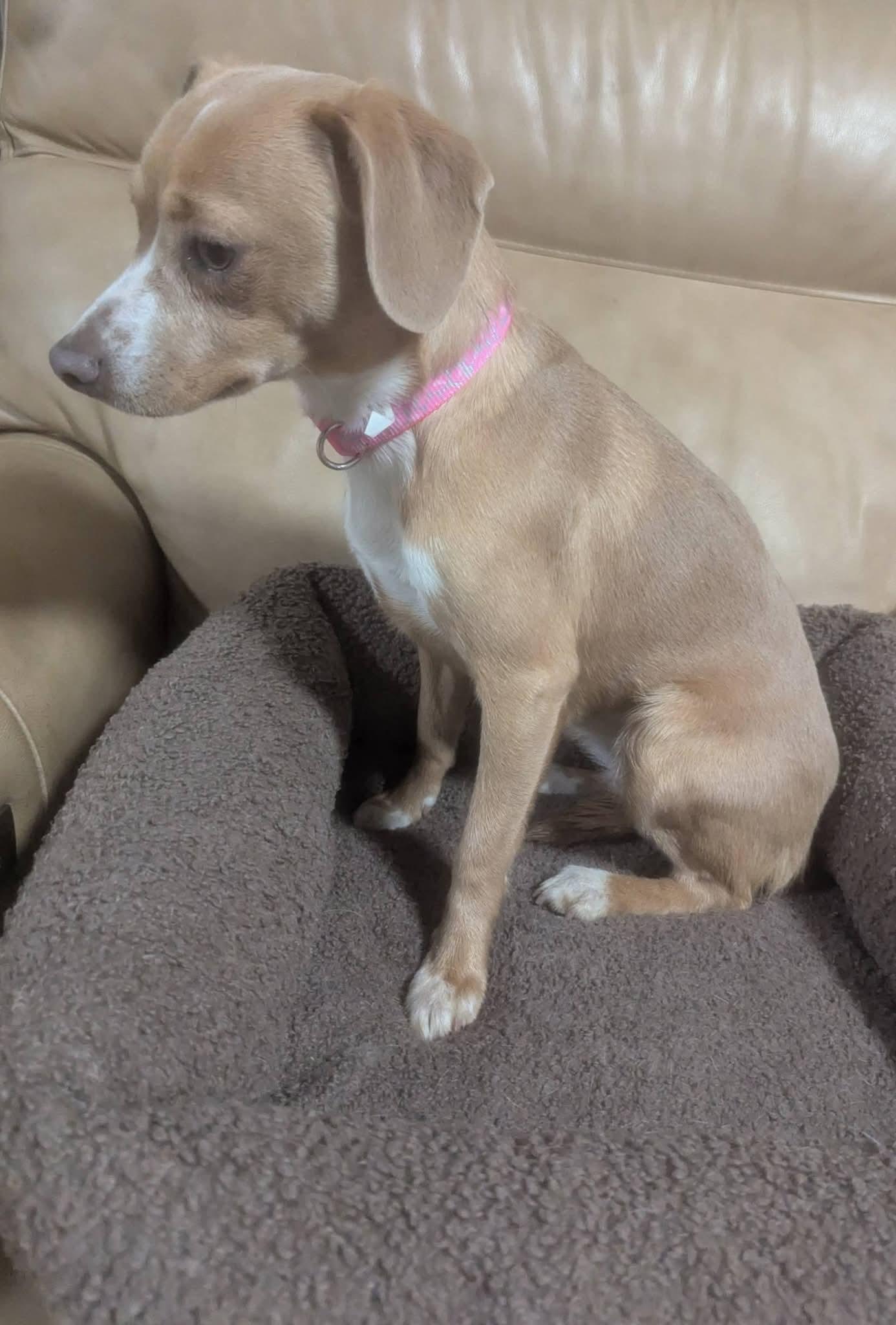 Enlarge Mathilda, an adopted mixed breed in Oakland, CA image 6/6