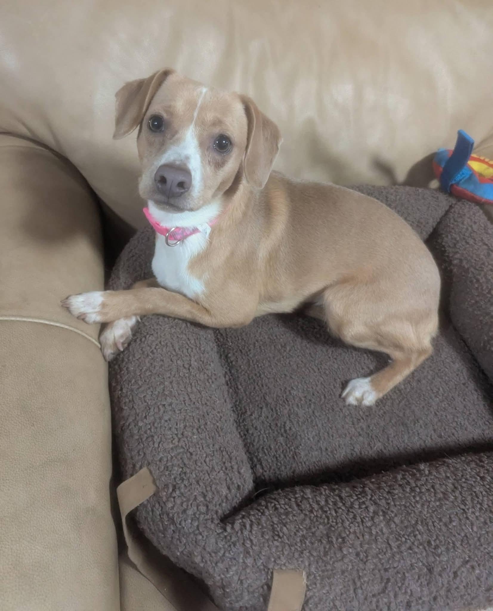 Enlarge Mathilda, an adopted mixed breed in Oakland, CA image 4/6