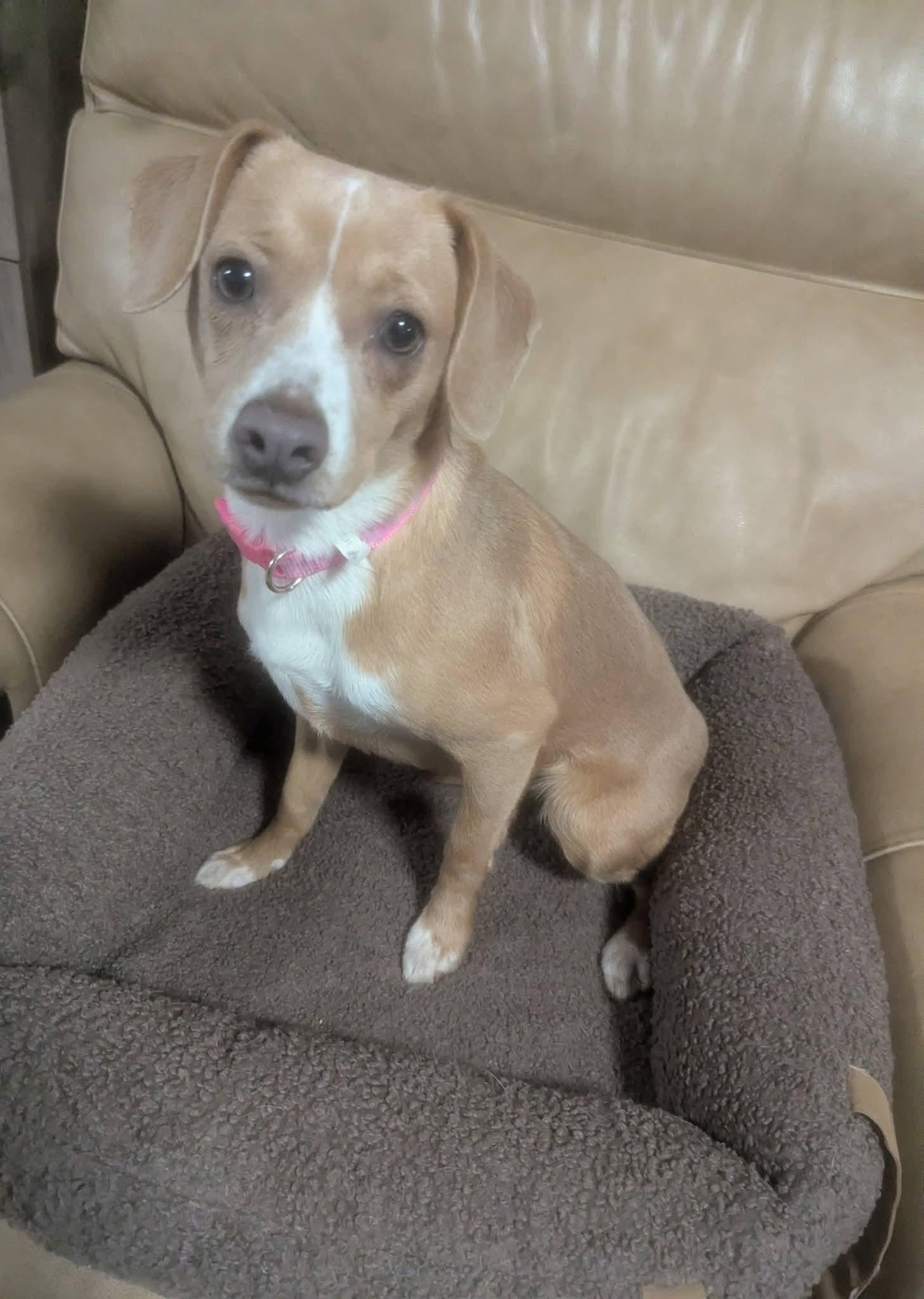 Enlarge Mathilda, an adopted mixed breed in Oakland, CA image 3/6