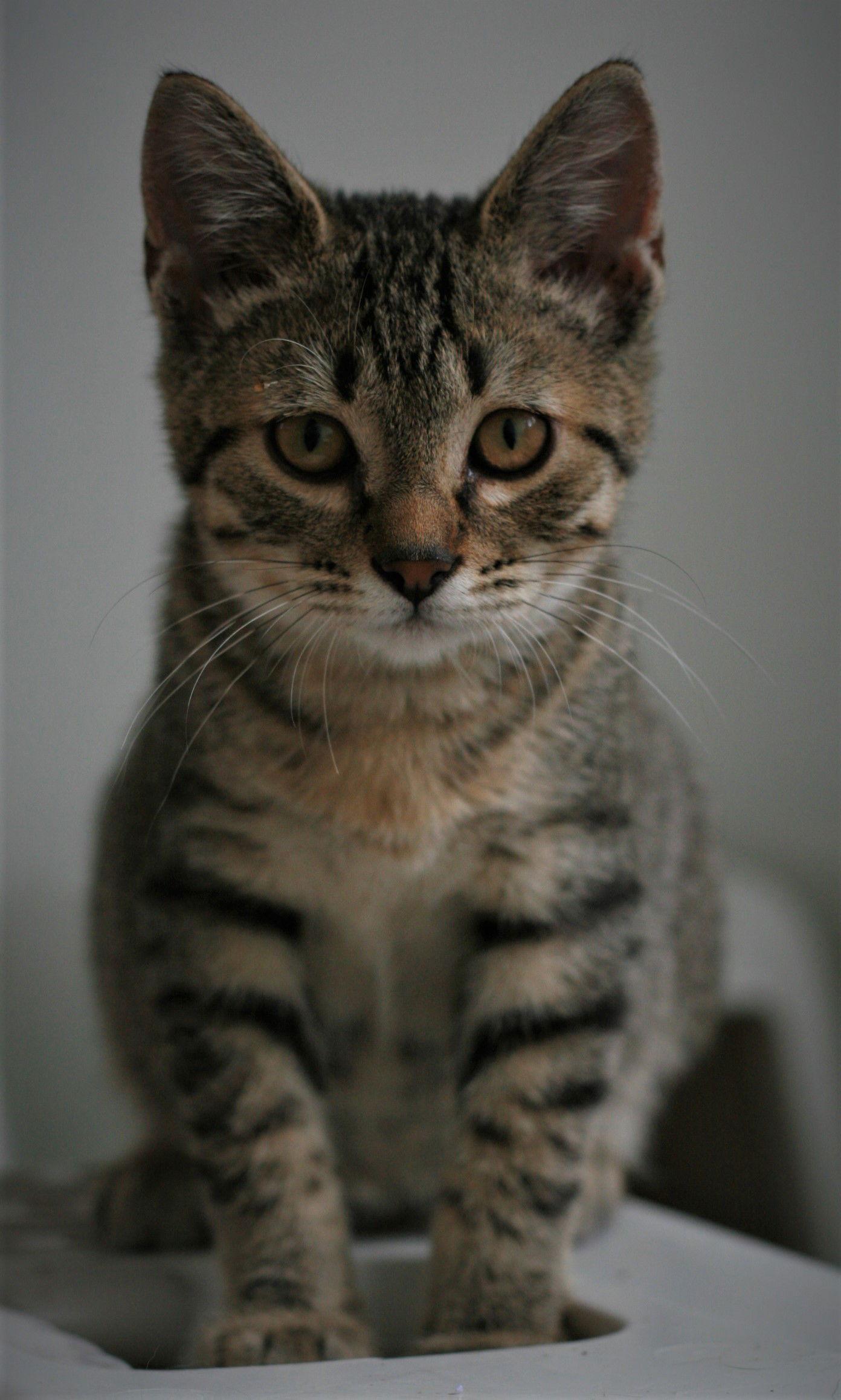 Chowder, Adoptable, Adult Male Domestic Short Hair & Tabby.