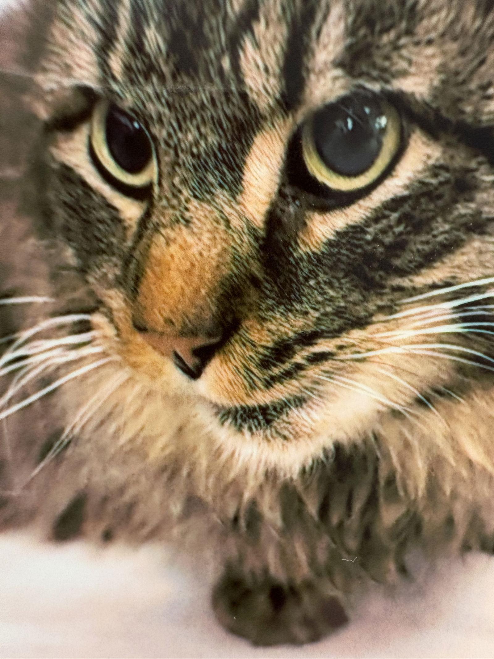 J.J., Adoptable, Adult Male Domestic Long Hair.