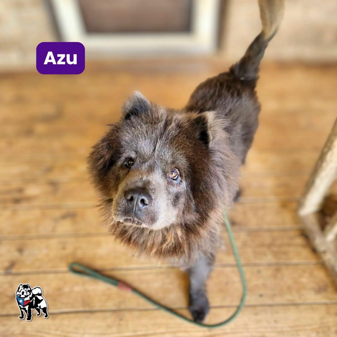 Enlarge Azu, a Adoptable Chow Chow in Houston, TX image 1/3