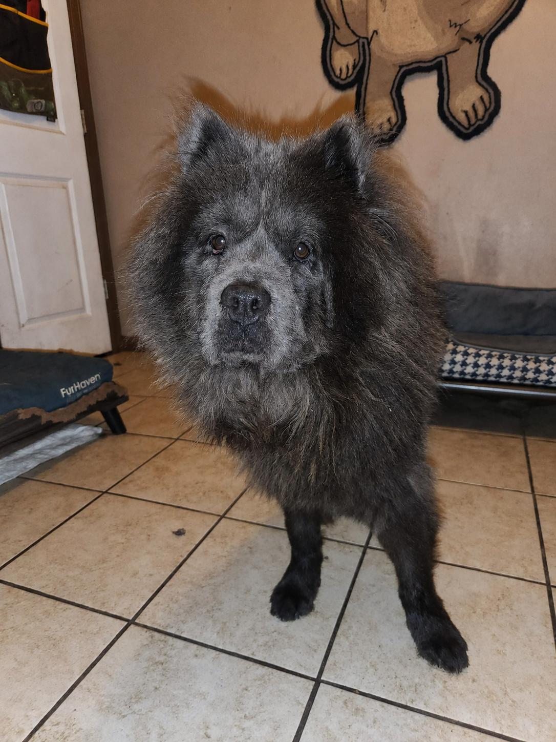 Enlarge Azu, a Adoptable Chow Chow in Houston, TX image 2/3