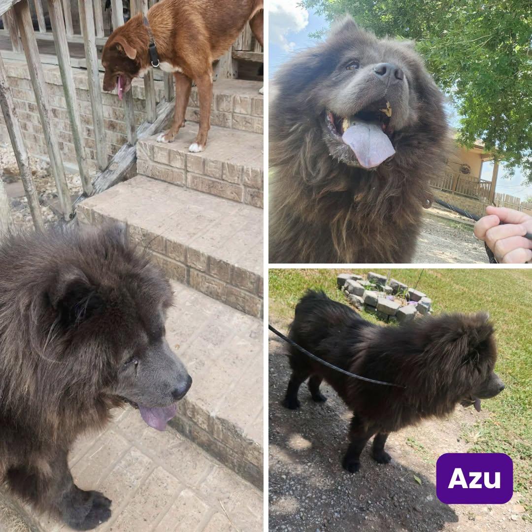 Enlarge Azu, a Adoptable Chow Chow in Houston, TX image 3/3