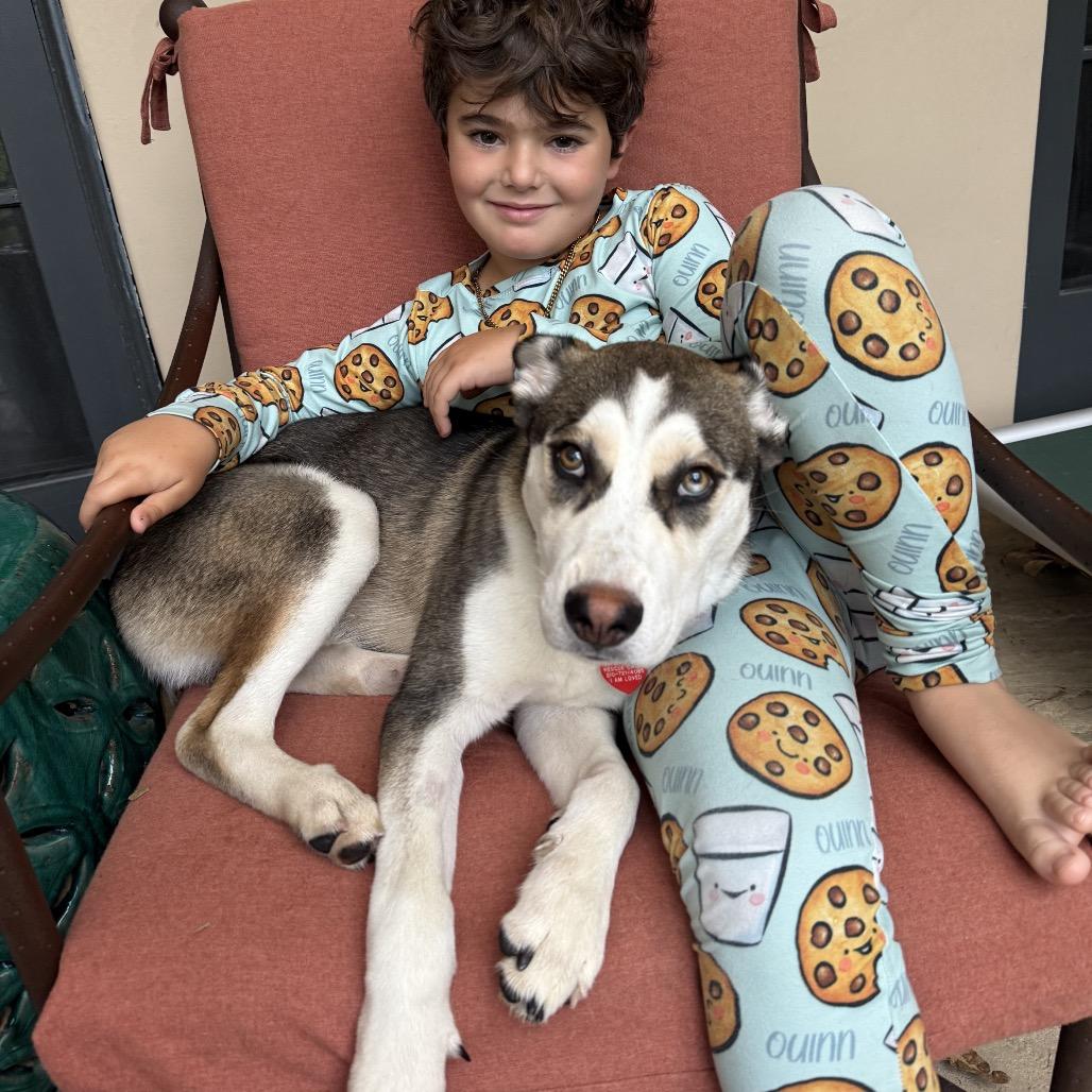 The Wolf of Wall Street, Adopted, Young Male Siberian Husky.