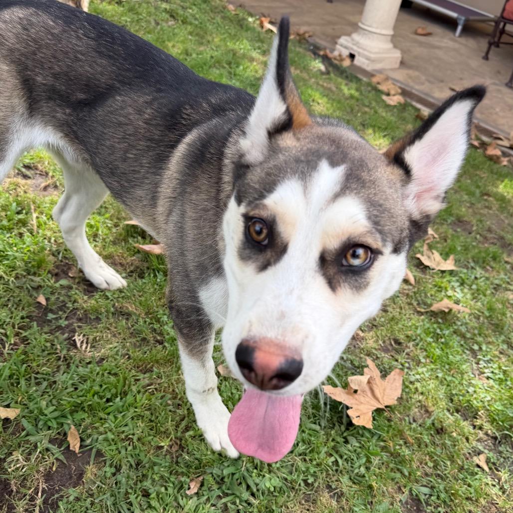 Enlarge The Wolf of Wall Street, a Adopted Siberian Husky in Los Angeles, CA image 3/5
