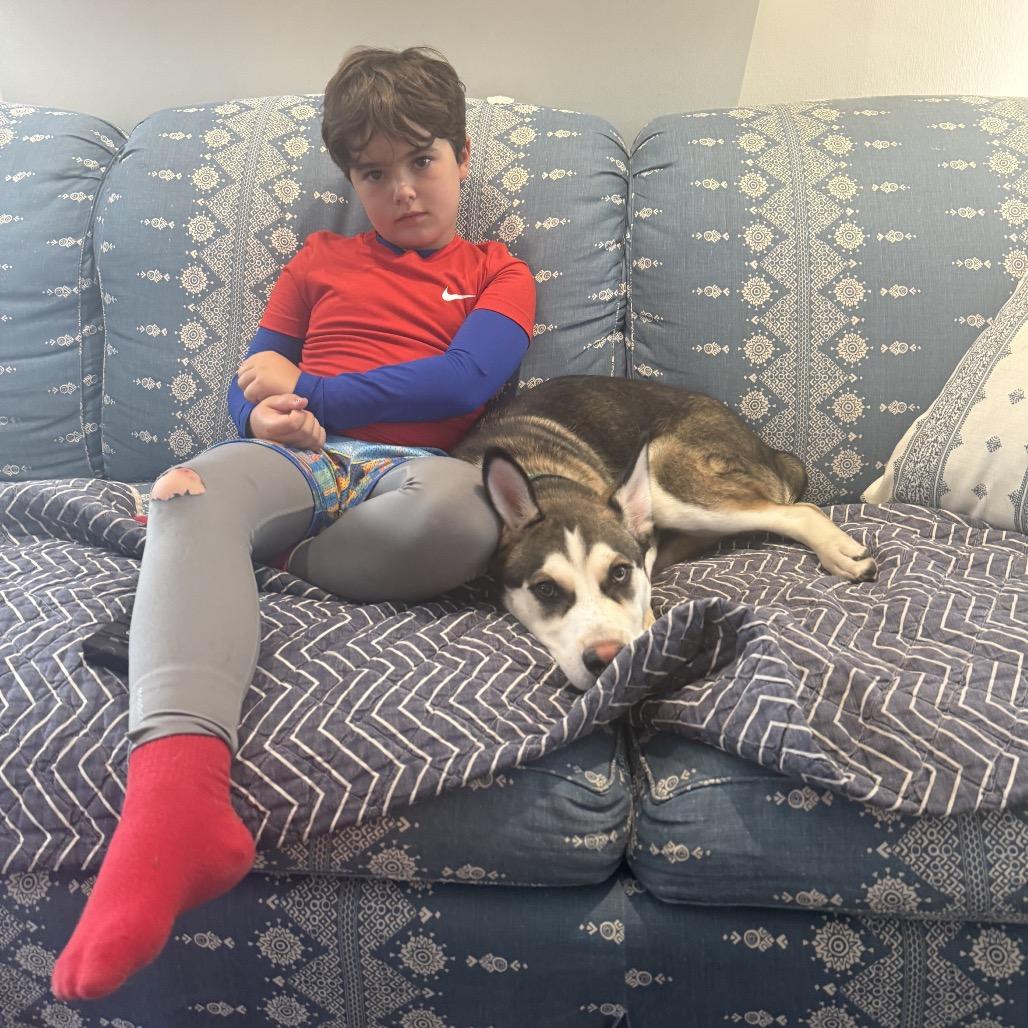 Enlarge The Wolf of Wall Street, a Adopted Siberian Husky in Los Angeles, CA image 4/5