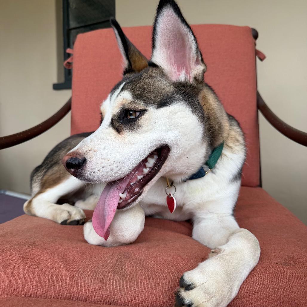 Enlarge The Wolf of Wall Street, a Adopted Siberian Husky in Los Angeles, CA image 5/5
