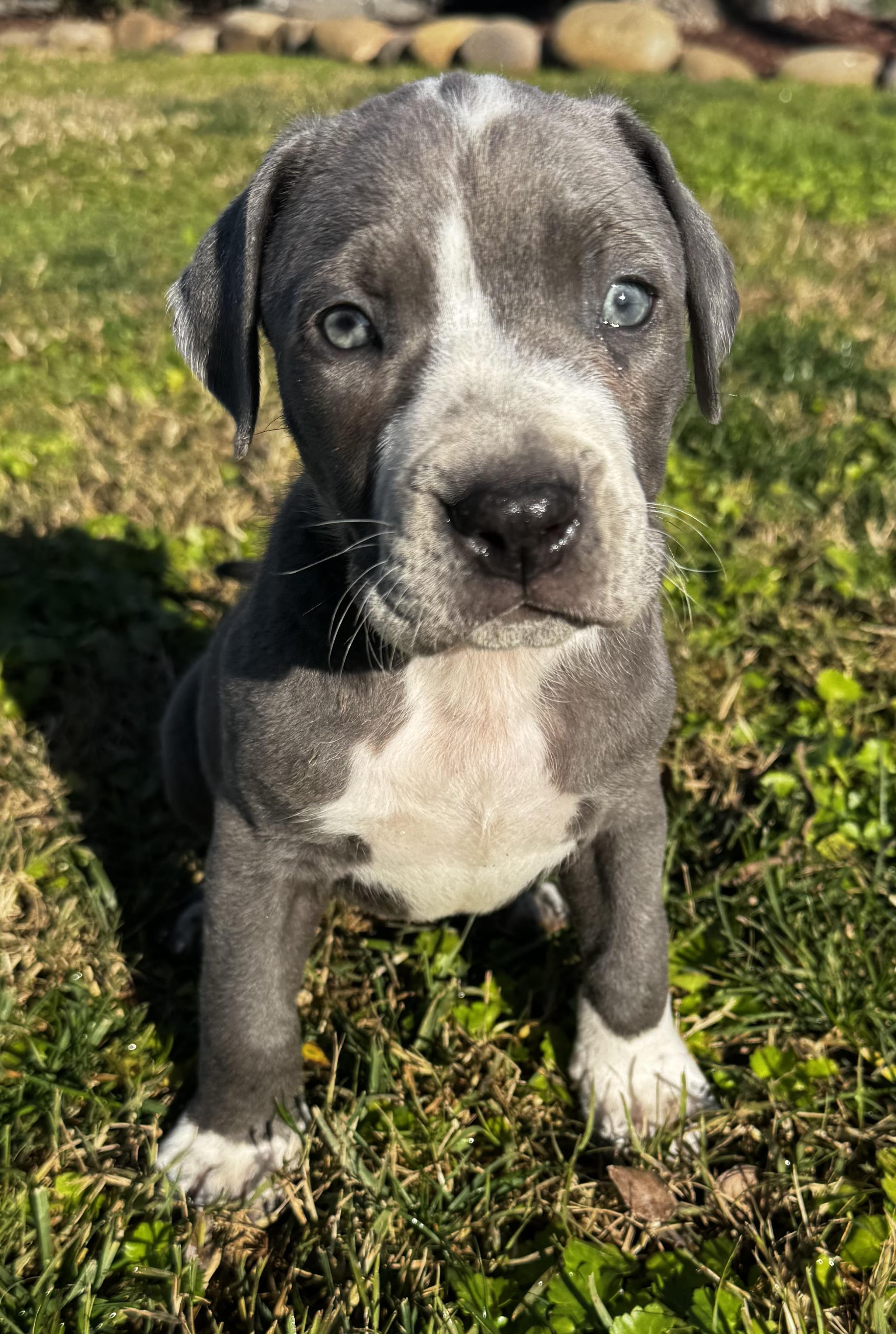 Holly, ADOPTABLE, Puppy Female Weimaraner & Pit Bull Terrier.