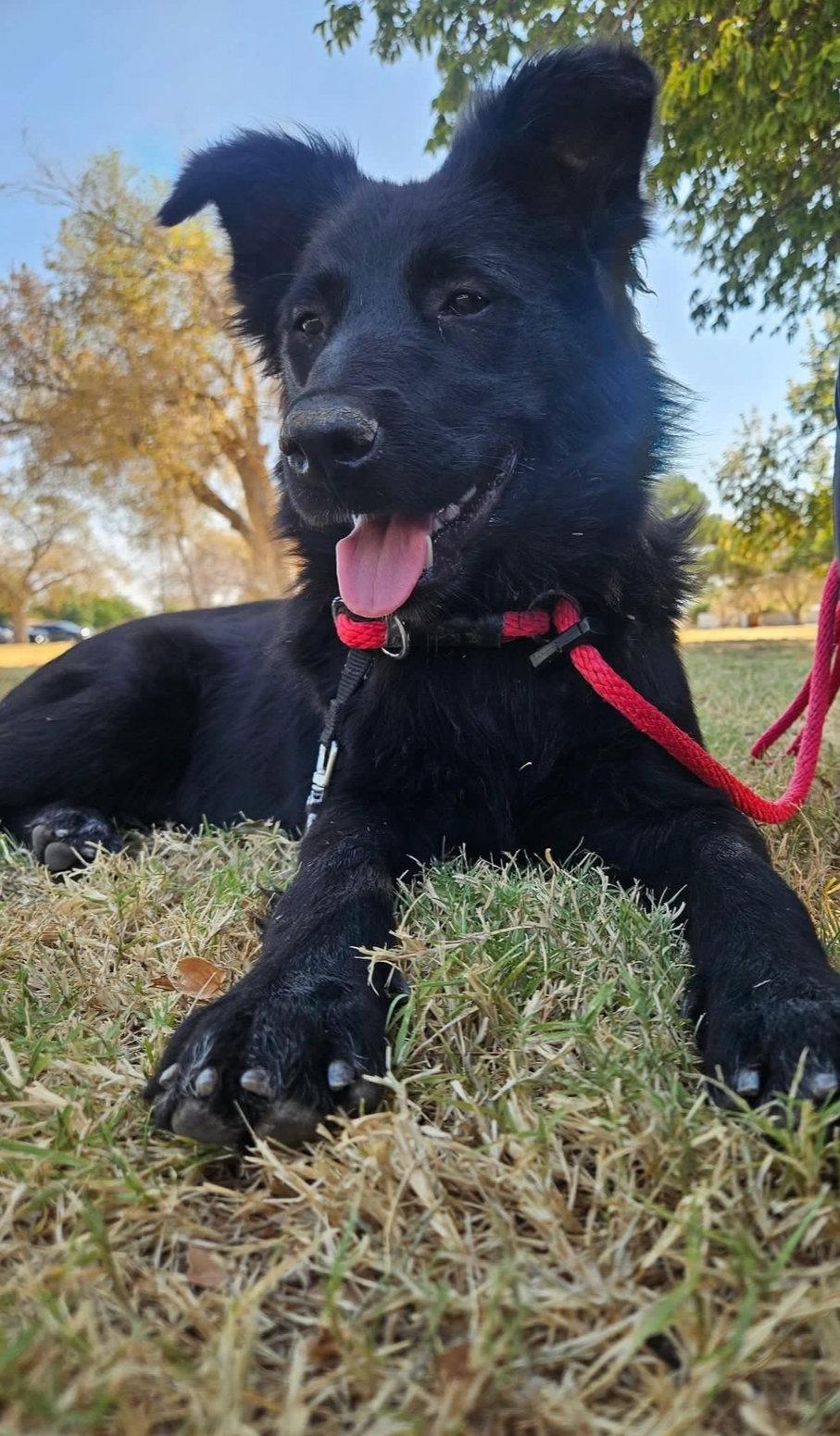Colby - ADOPTION IN PROCESS, Adoptable, Young Male Flat-Coated Retriever.