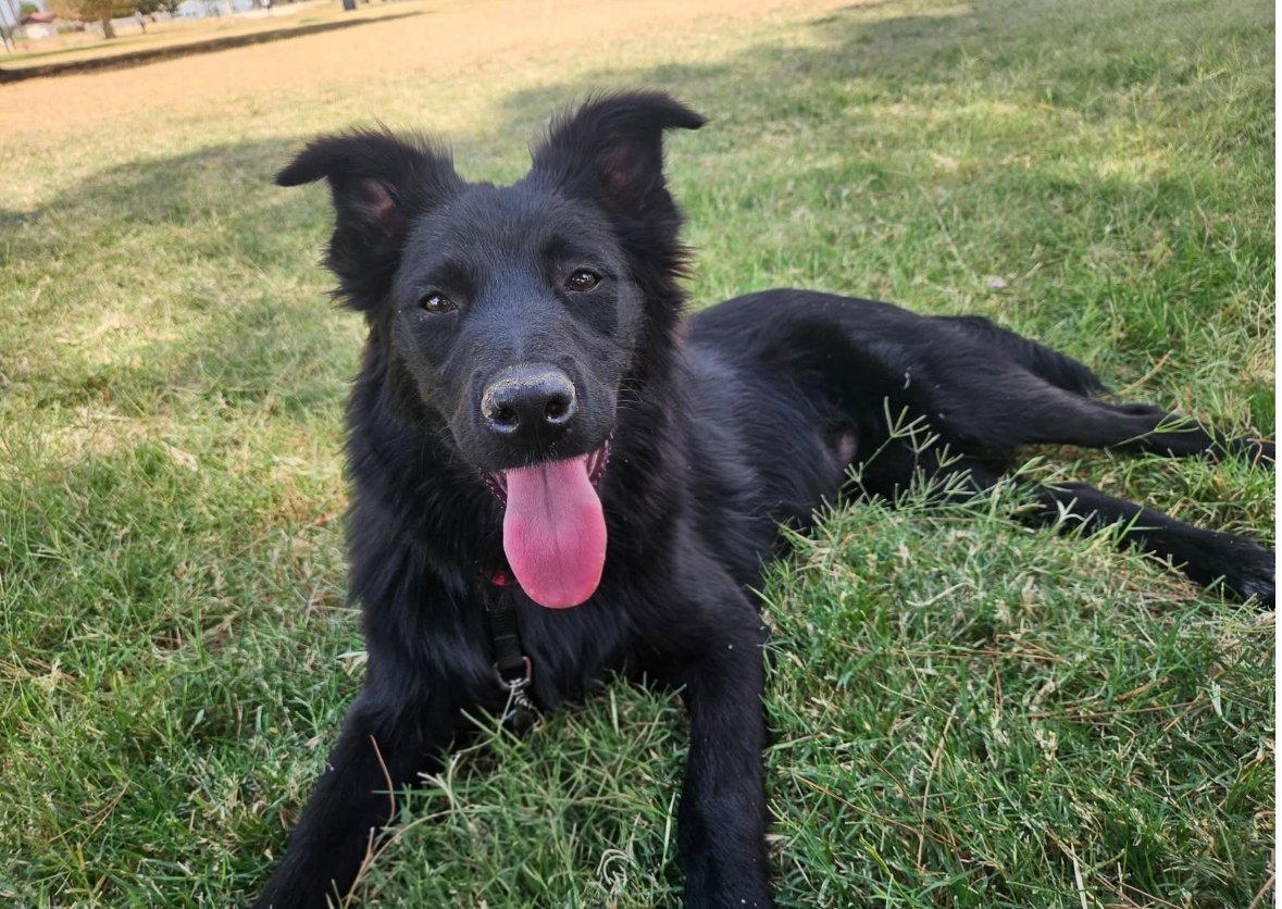 Enlarge Colby - ADOPTION IN PROCESS, a Adoptable Flat-Coated Retriever in Grafton, WI image 2/3