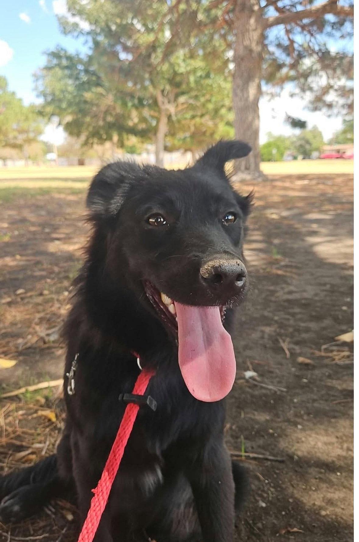 Enlarge Colby - ADOPTION IN PROCESS, a Adoptable Flat-Coated Retriever in Grafton, WI image 3/3