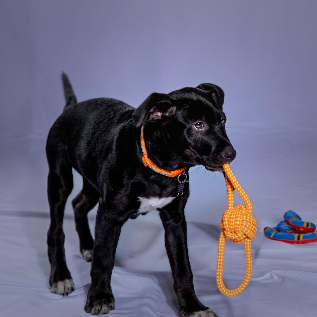 Enlarge Thanos, a Adoptable Terrier in Boerne, TX image 1/6