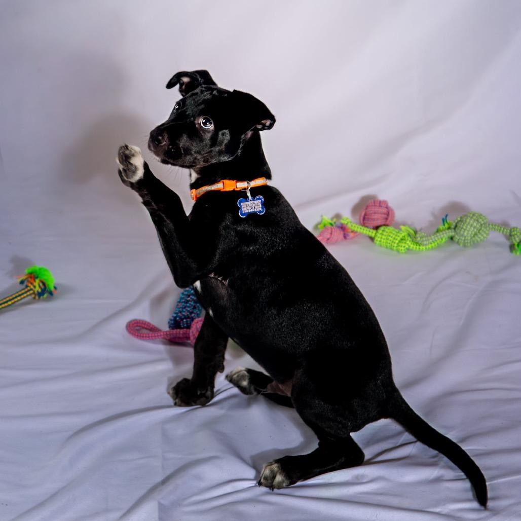 Enlarge Thanos, a Adoptable Terrier in Boerne, TX image 2/6