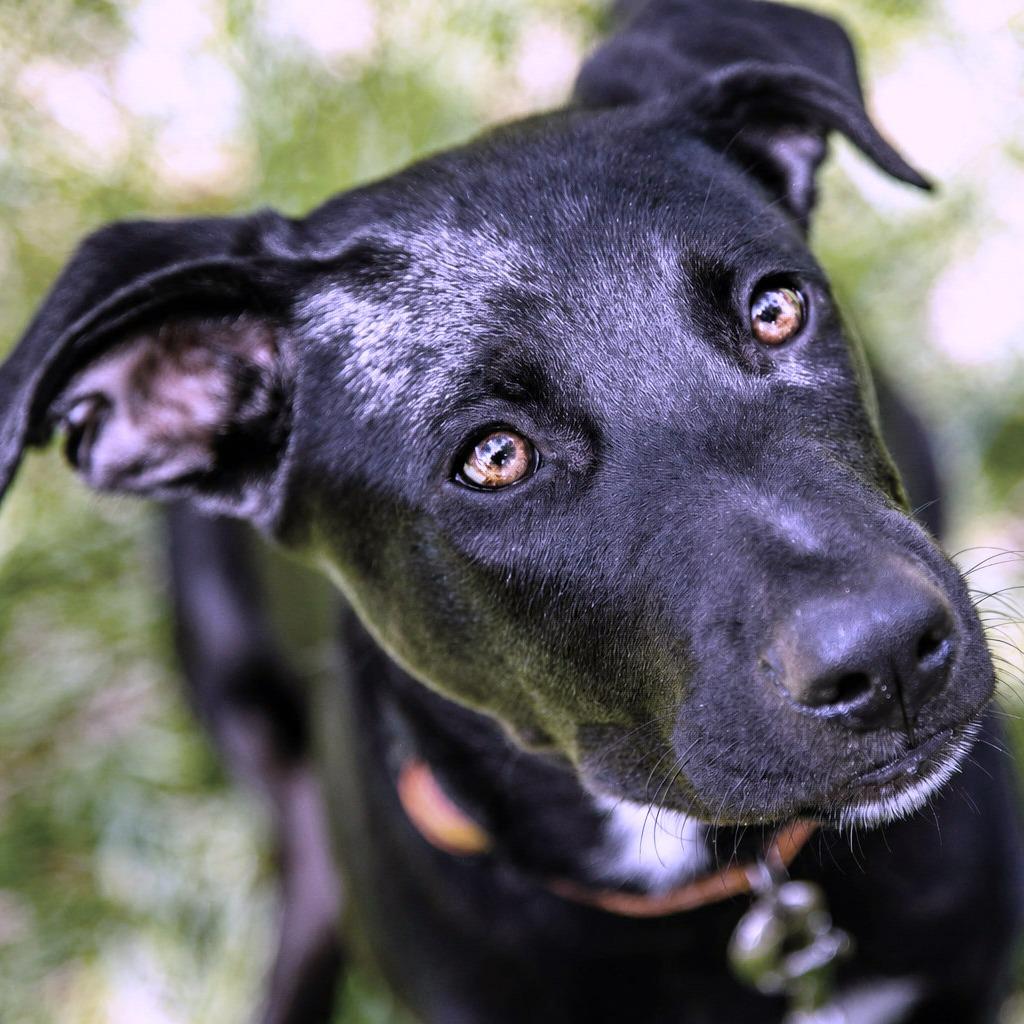 Thanos, a Adoptable Terrier in Boerne, TX image 1/6
