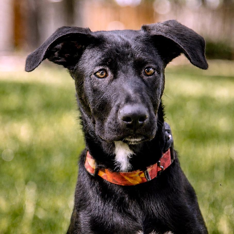 Thanos, Adoptable, Puppy Male Terrier.