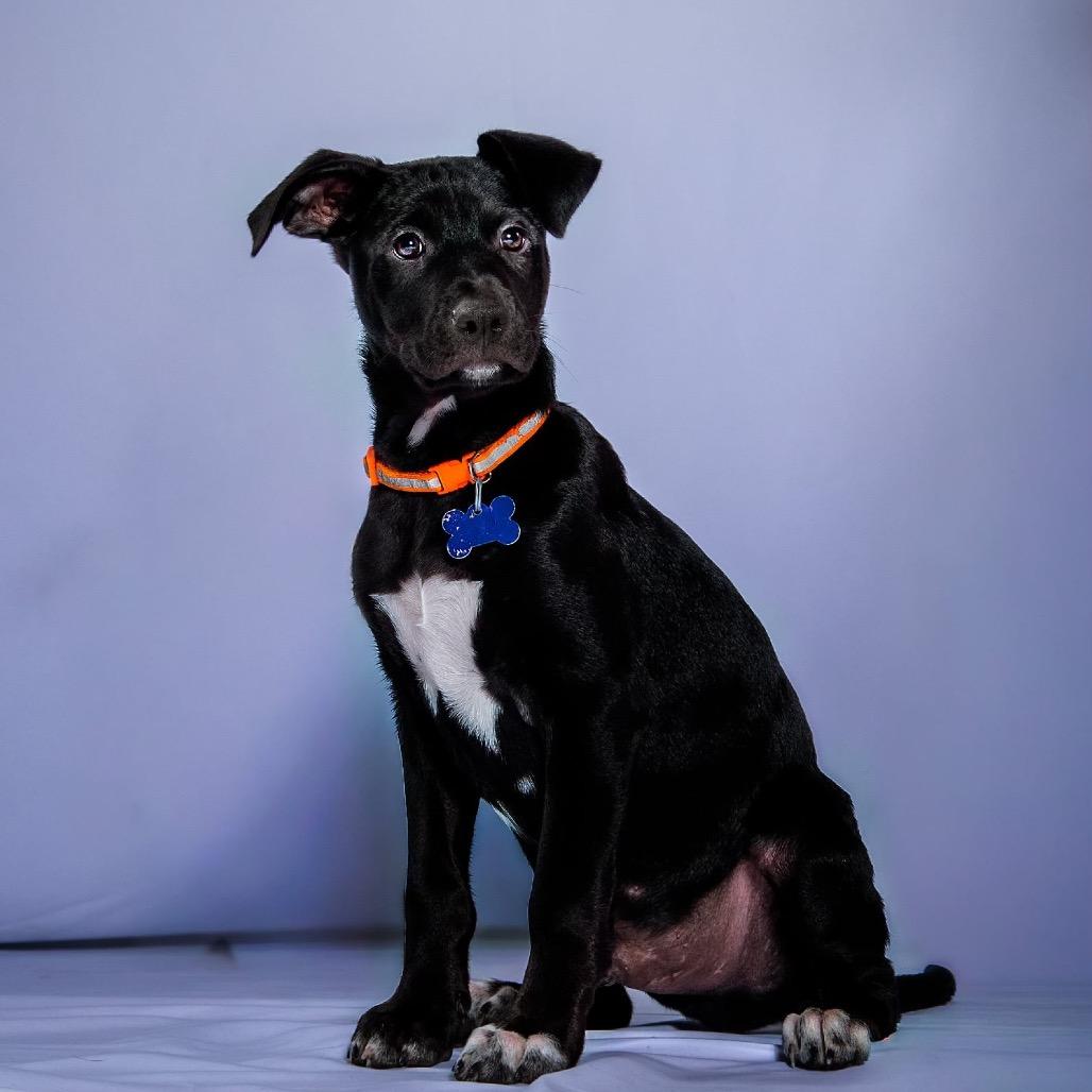 Enlarge Thanos, a Adoptable Terrier in Boerne, TX image 3/6