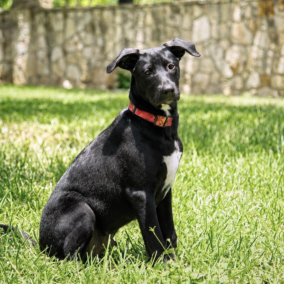 Thanos, a Adoptable Terrier in Boerne, TX image 5/6