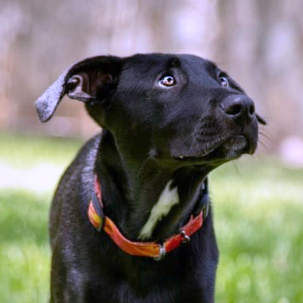 Thanos, a Adoptable Terrier in Boerne, TX image 3/6