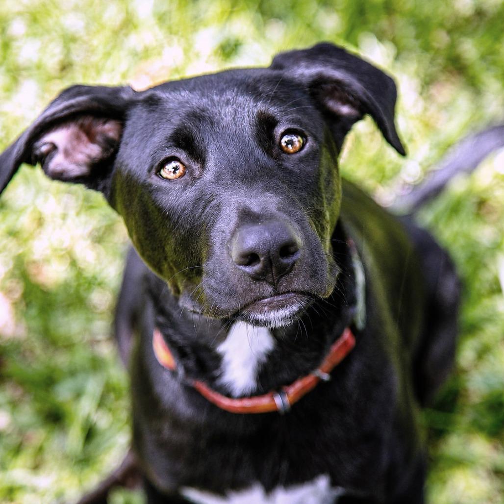 Thanos, a Adoptable Terrier in Boerne, TX image 6/6