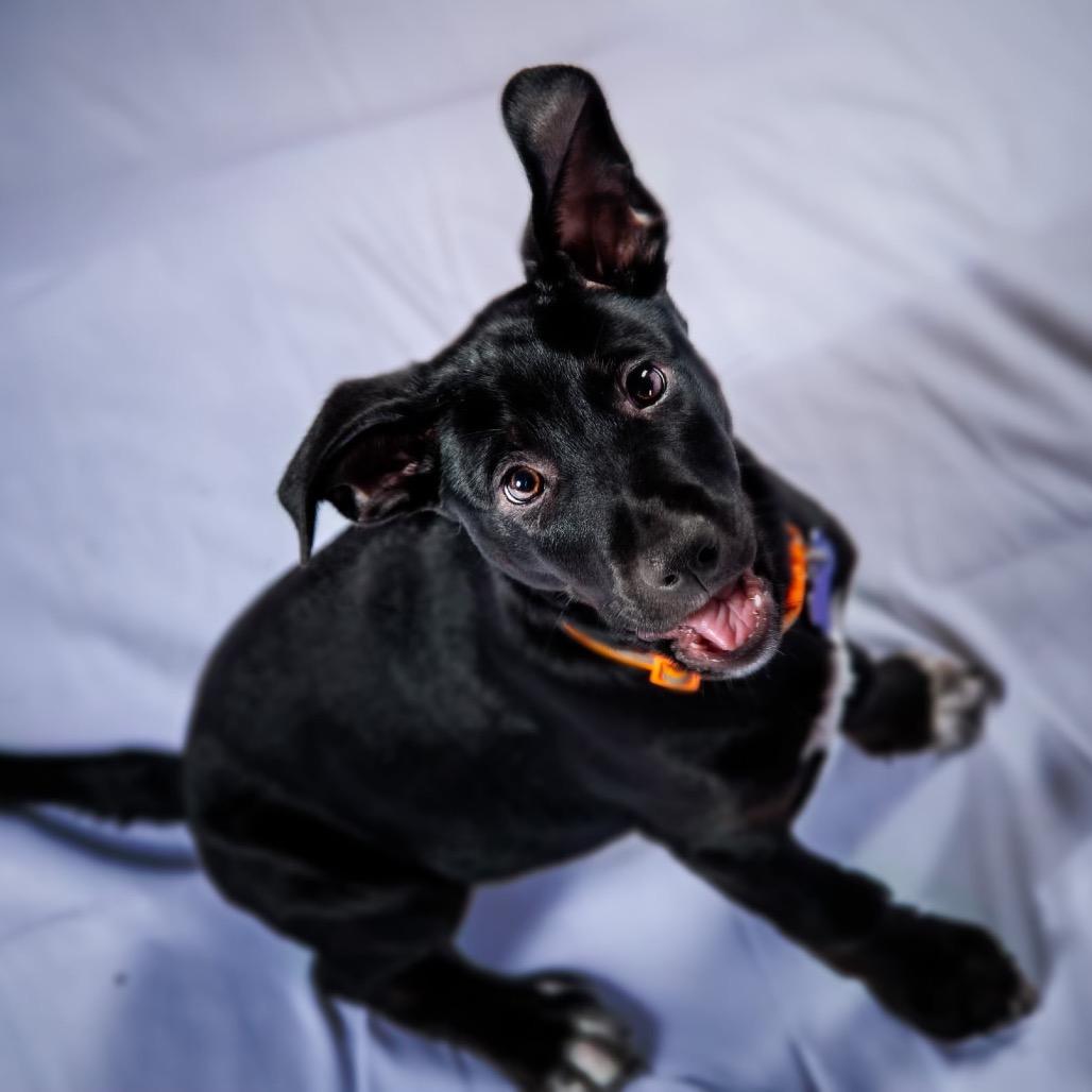 Enlarge Thanos, a Adoptable Terrier in Boerne, TX image 4/6