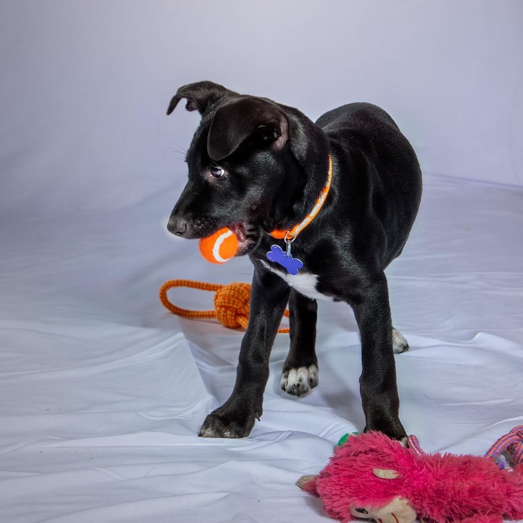 Enlarge Thanos, a Adoptable Terrier in Boerne, TX image 5/6