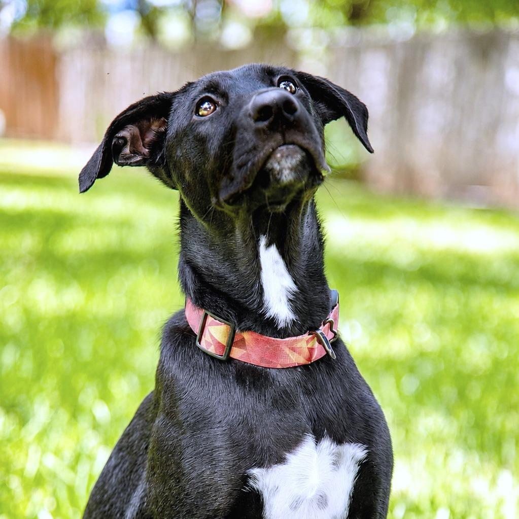 Thanos, a Adoptable Terrier in Boerne, TX image 4/6