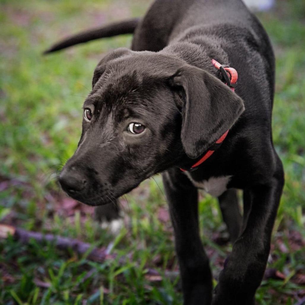 Enlarge Thanos, a Adoptable Terrier in Boerne, TX image 5/6