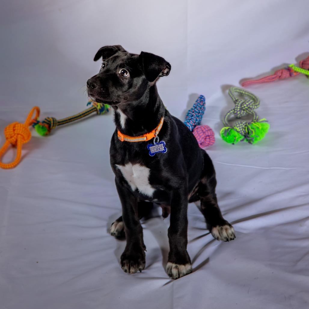 Enlarge Thanos, a Adoptable Terrier in Boerne, TX image 6/6