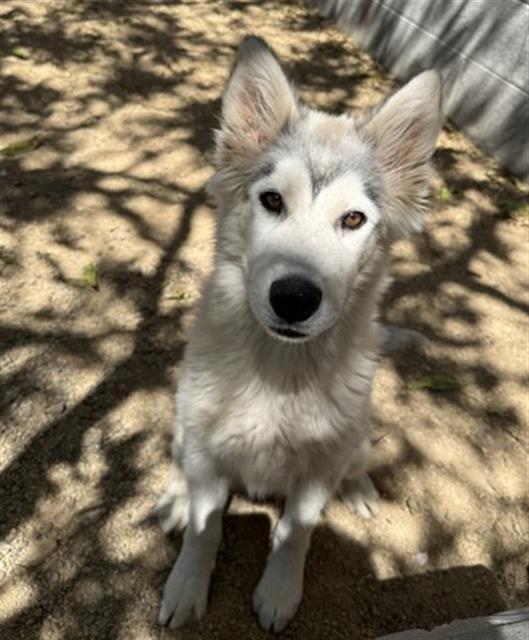 OSPREY, Adoptable, Young Male Husky.