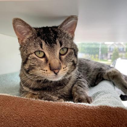 Nathaniel Pawthorne, Adoptable, Adult Male Domestic Short Hair & Domestic Short Hair.