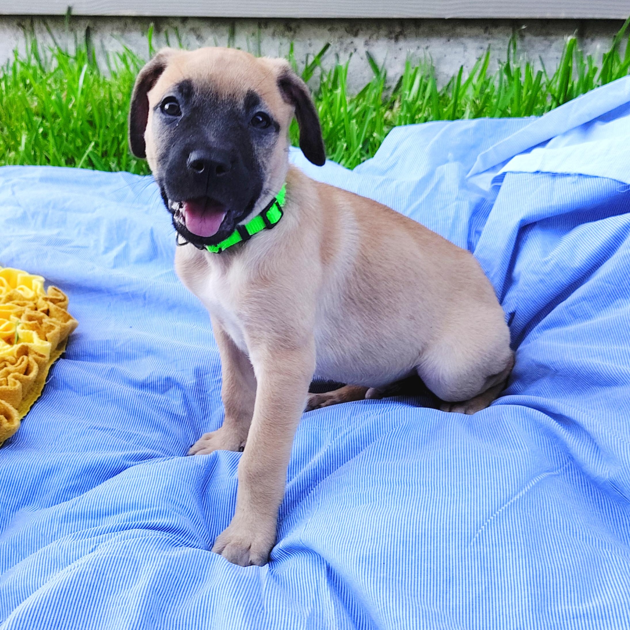 Enlarge Bryce, an adopted mixed breed in Pittsburgh, PA image 5/6