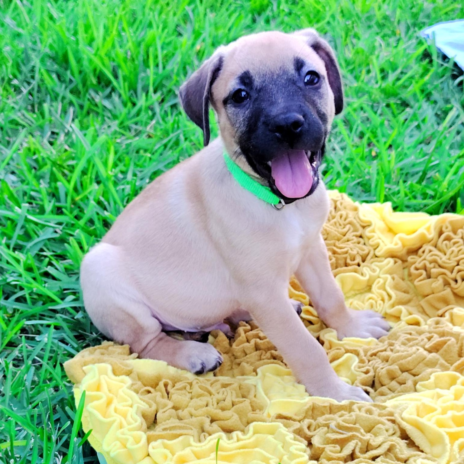 Enlarge Bryce, an adopted mixed breed in Pittsburgh, PA image 1/6