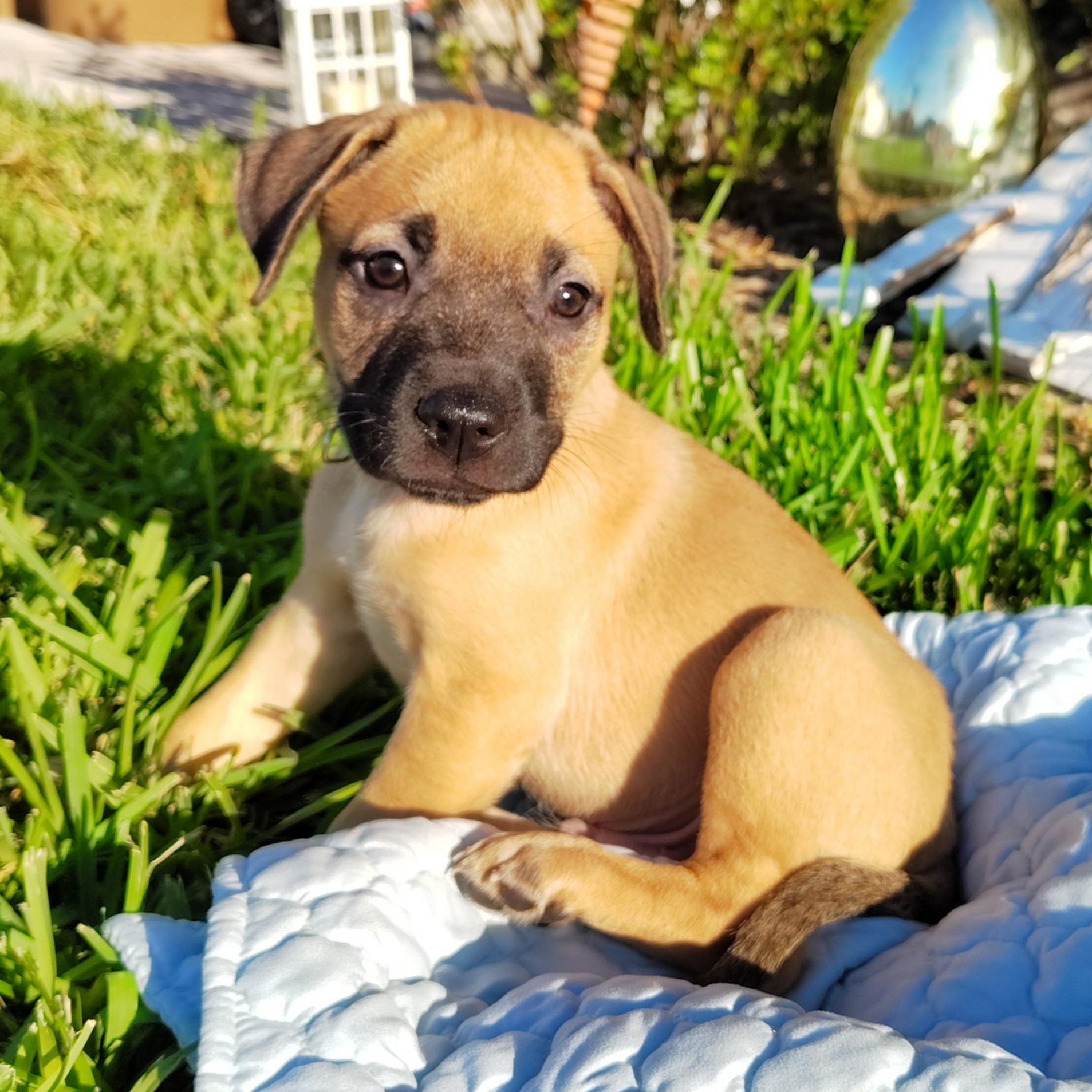 Enlarge Bryce, an adopted mixed breed in Pittsburgh, PA image 3/6