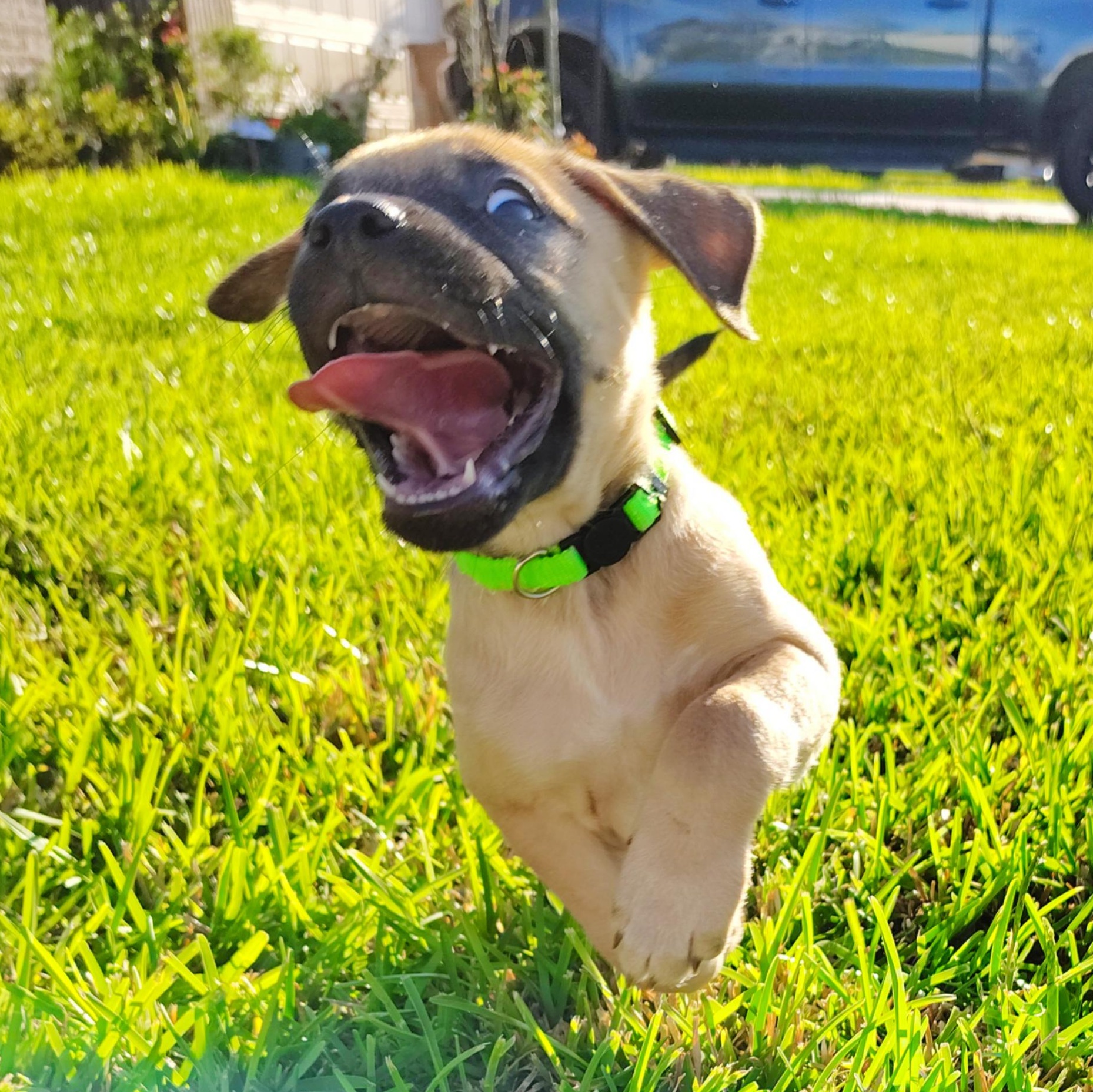 Enlarge Bryce, an adopted mixed breed in Pittsburgh, PA image 2/6