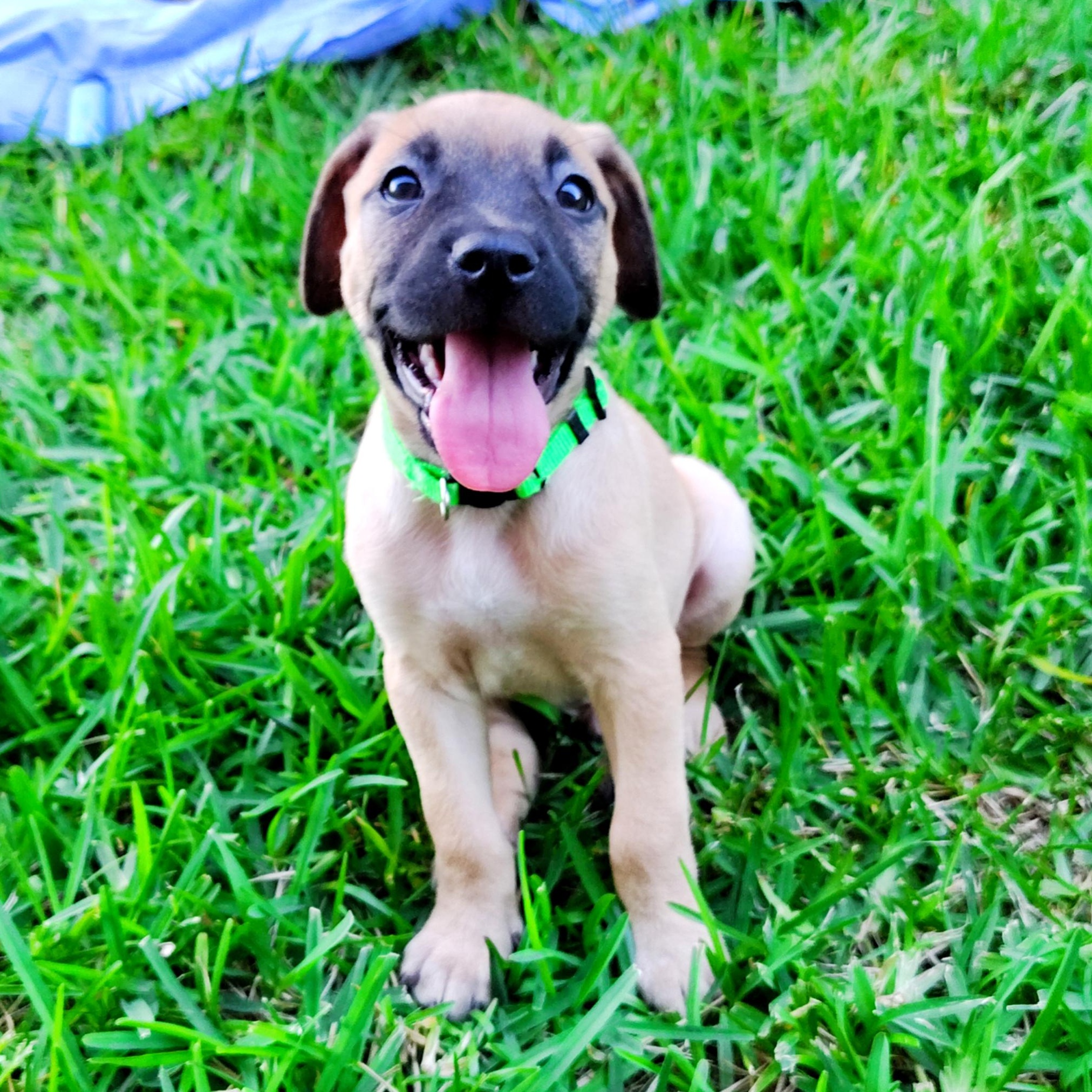 Enlarge Bryce, an adopted mixed breed in Pittsburgh, PA image 4/6
