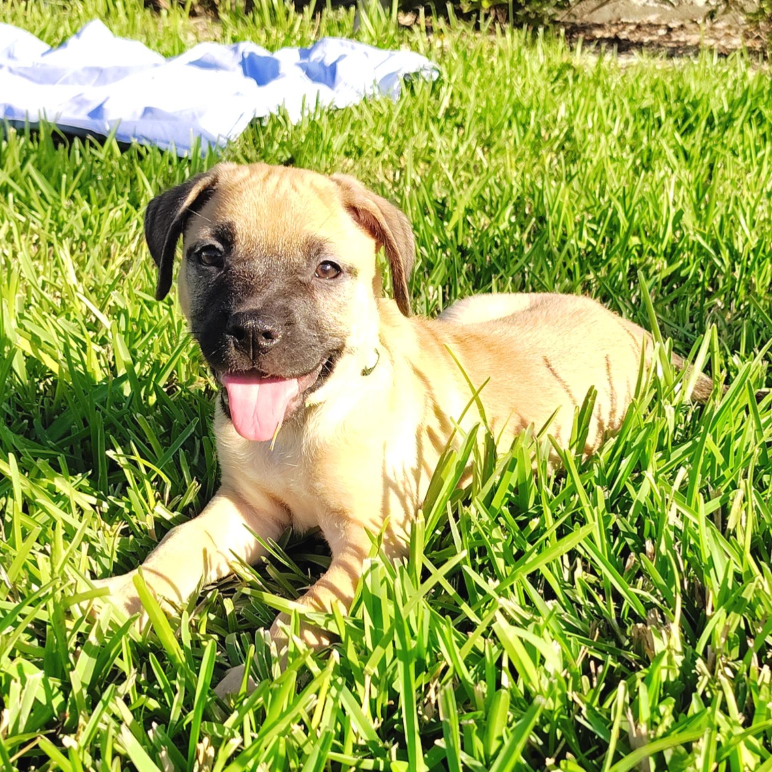 Enlarge Bryce, an adopted mixed breed in Pittsburgh, PA image 6/6