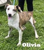 Olivia, Adopted, Adult Female Mixed Breed.