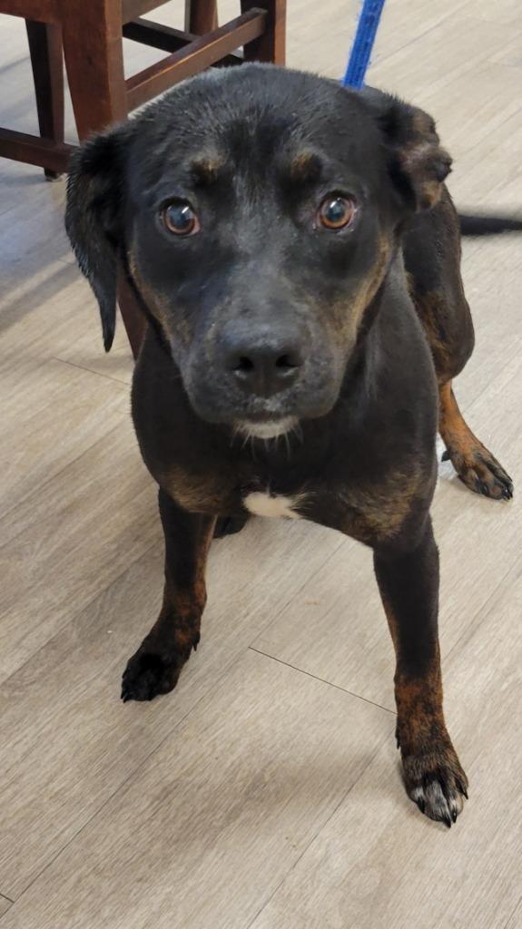 Brinn, Adoptable, Puppy Female Hound & Rottweiler.