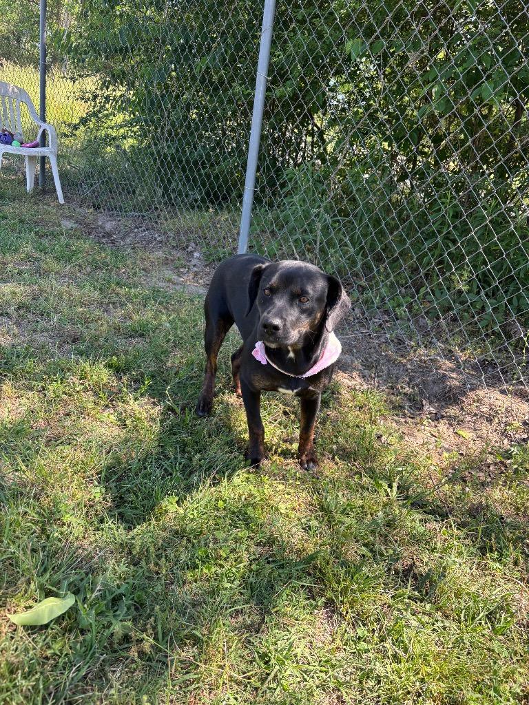 Enlarge Brinn, a Adoptable mixed breed in Metter, GA image 1/1