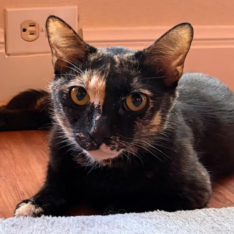 Crayola, Adoptable, Adult Female Domestic Short Hair.