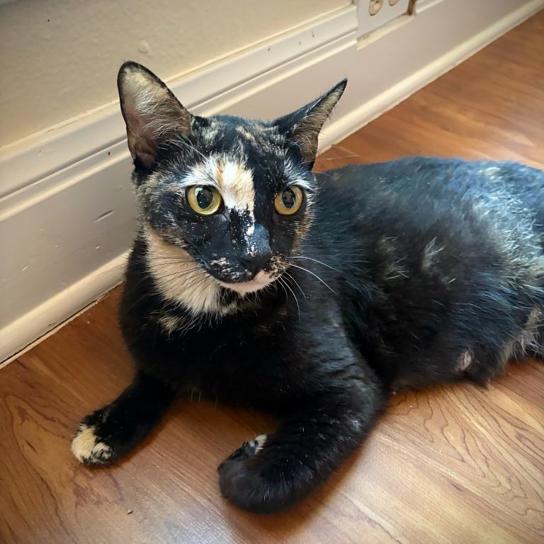 Enlarge Crayola, a Adoptable Domestic Short Hair in Boerne, TX image 2/3