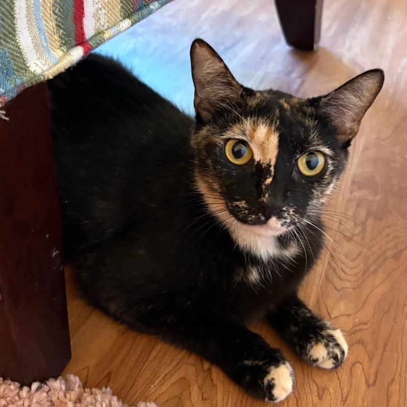 Enlarge Crayola, a Adoptable Domestic Short Hair in Boerne, TX image 3/3