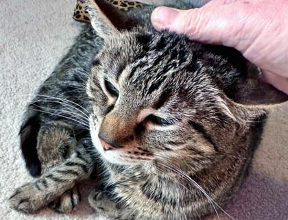 Enlarge Beep, a Adoptable mixed breed in Fishers, IN image 1/3
