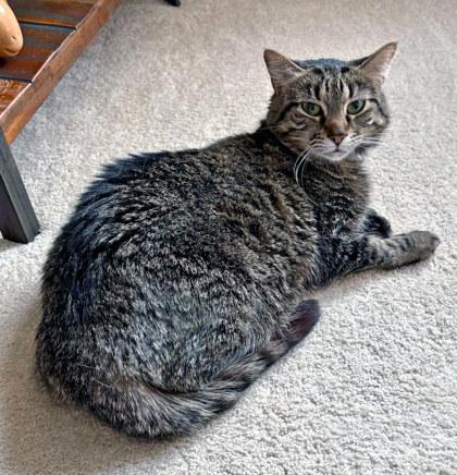 Enlarge Beep, a Adoptable mixed breed in Fishers, IN image 2/3
